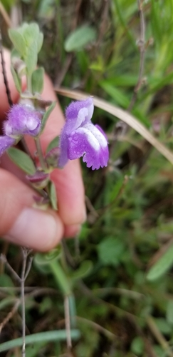 Skullcap, Purple — whole plant