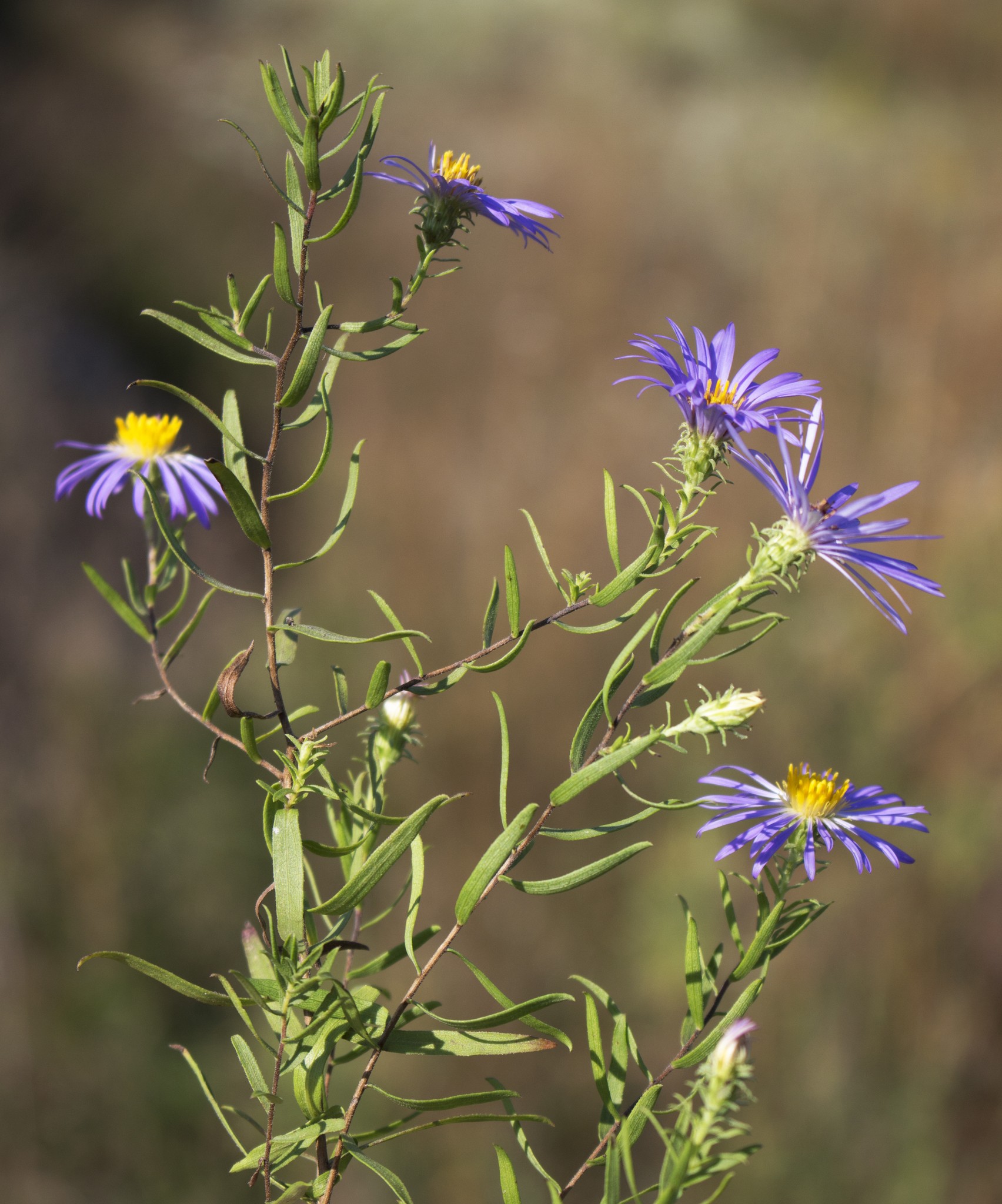Fall Aster — flowers or notable detail