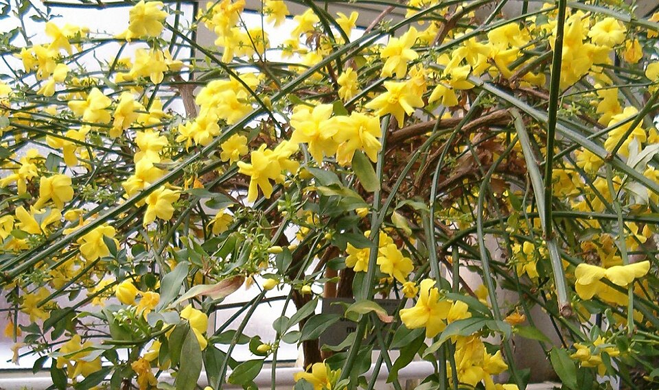 Jasmine, Primrose — whole plant