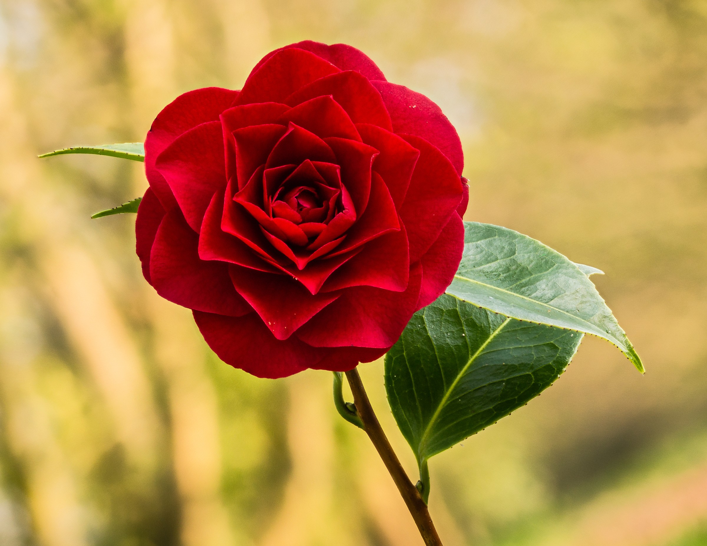 Camellia — flowers or notable detail