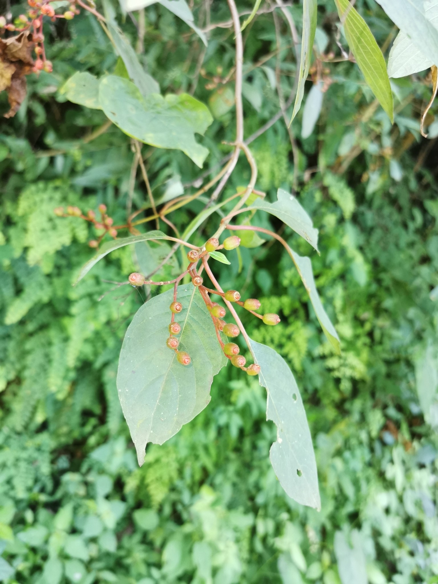 Firebush — whole plant