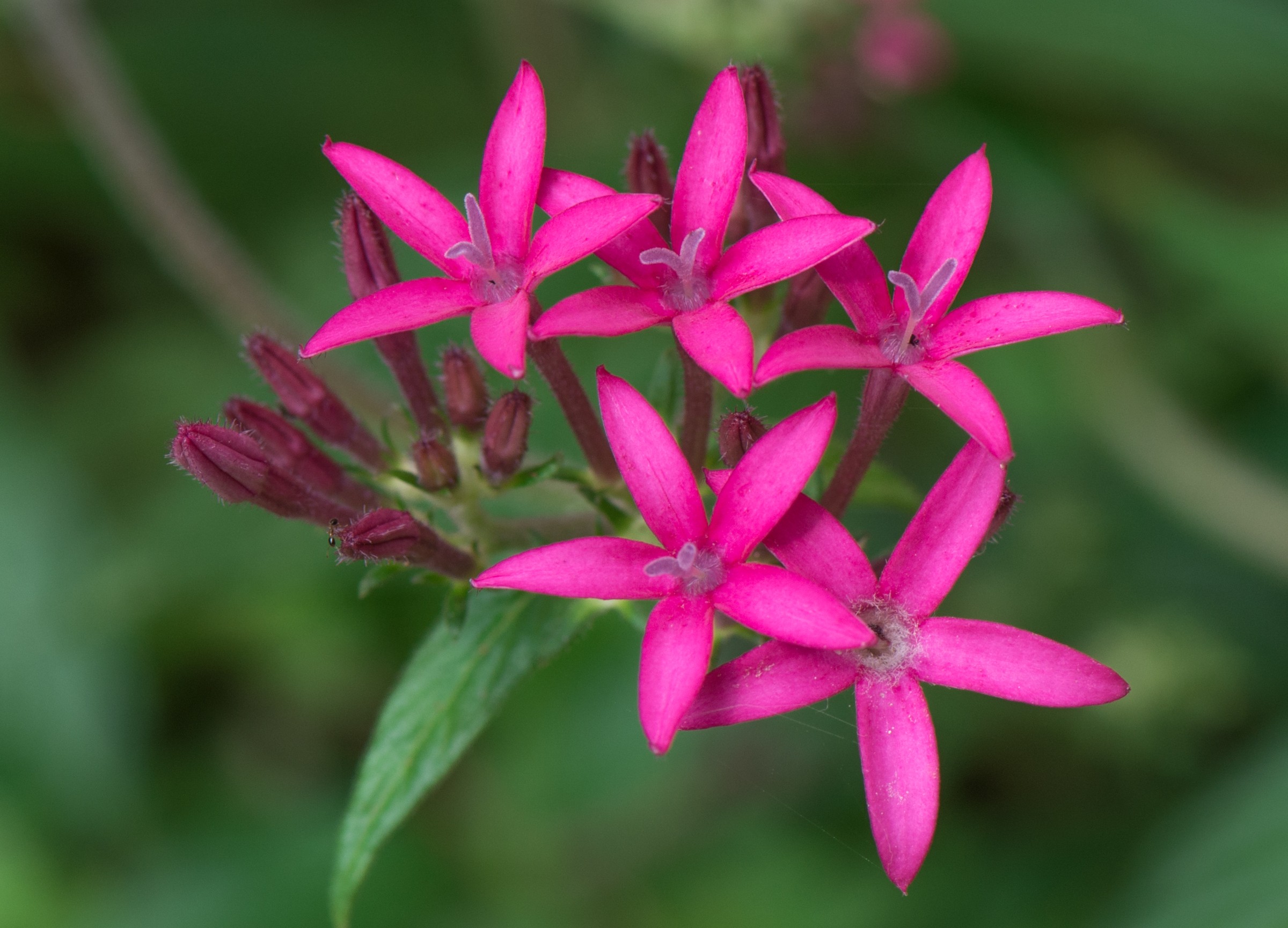 Penta - Lucky Star — whole plant