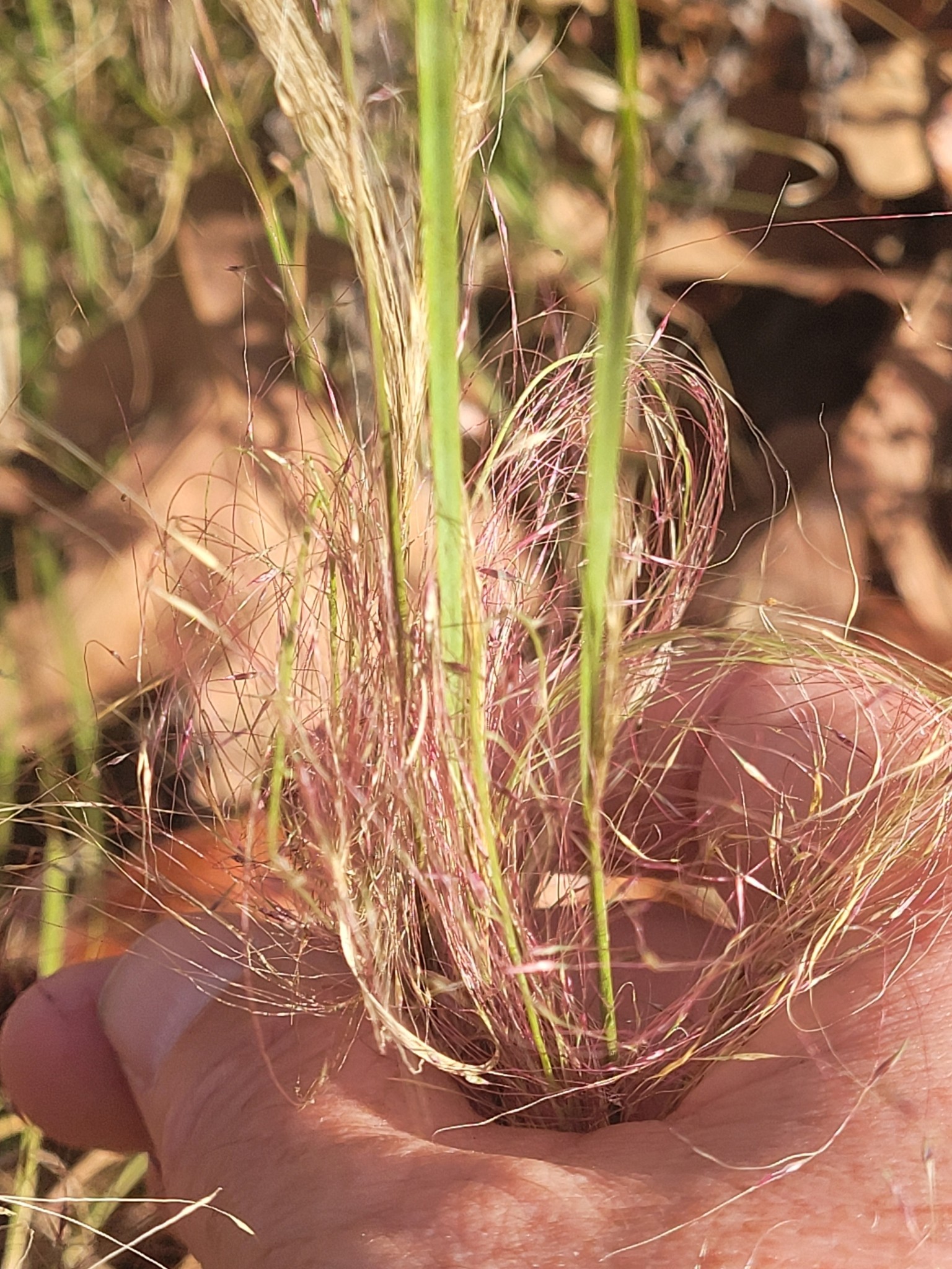 Grass, Pink Flamingo Muhly — flowers or notable detail