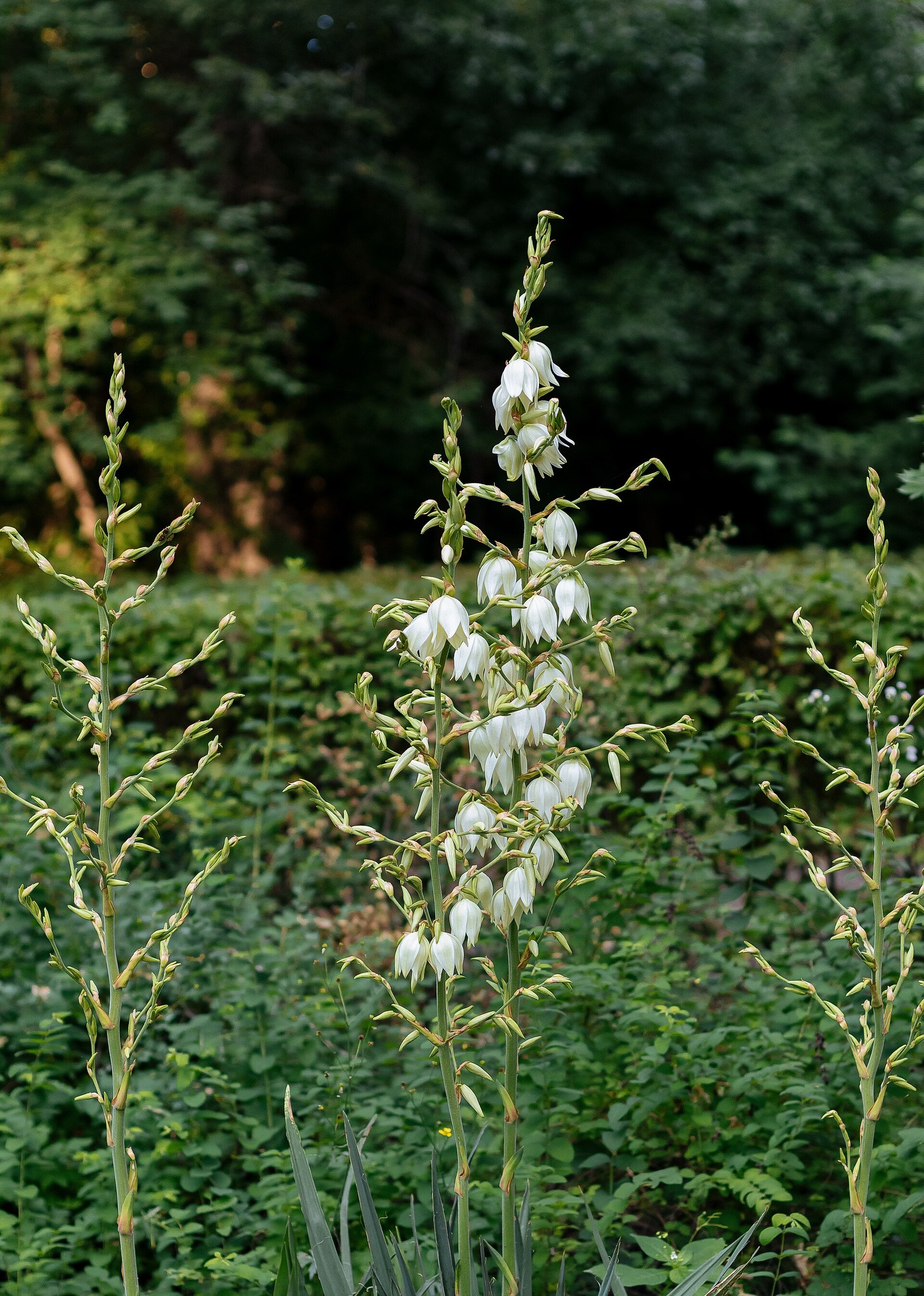 Yucca, Color Guard — flowers or notable detail