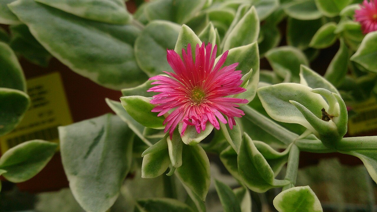 Ice Plant, Variegated — whole plant