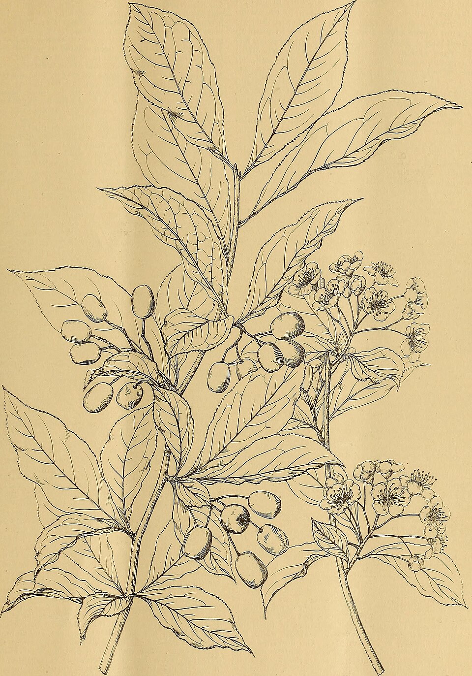 Photinia, Red Tip — whole plant