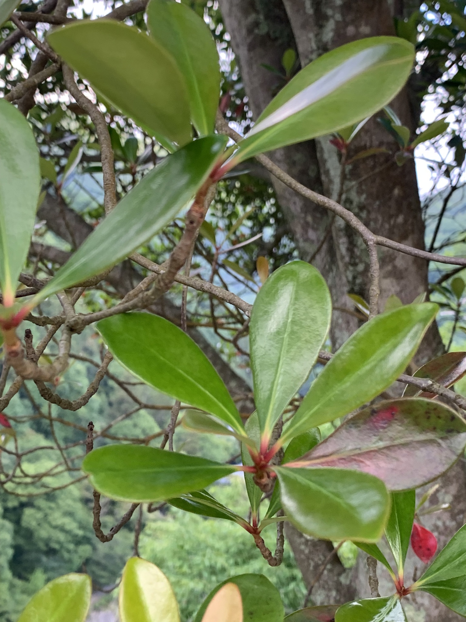 Cleyera — flowers or notable detail