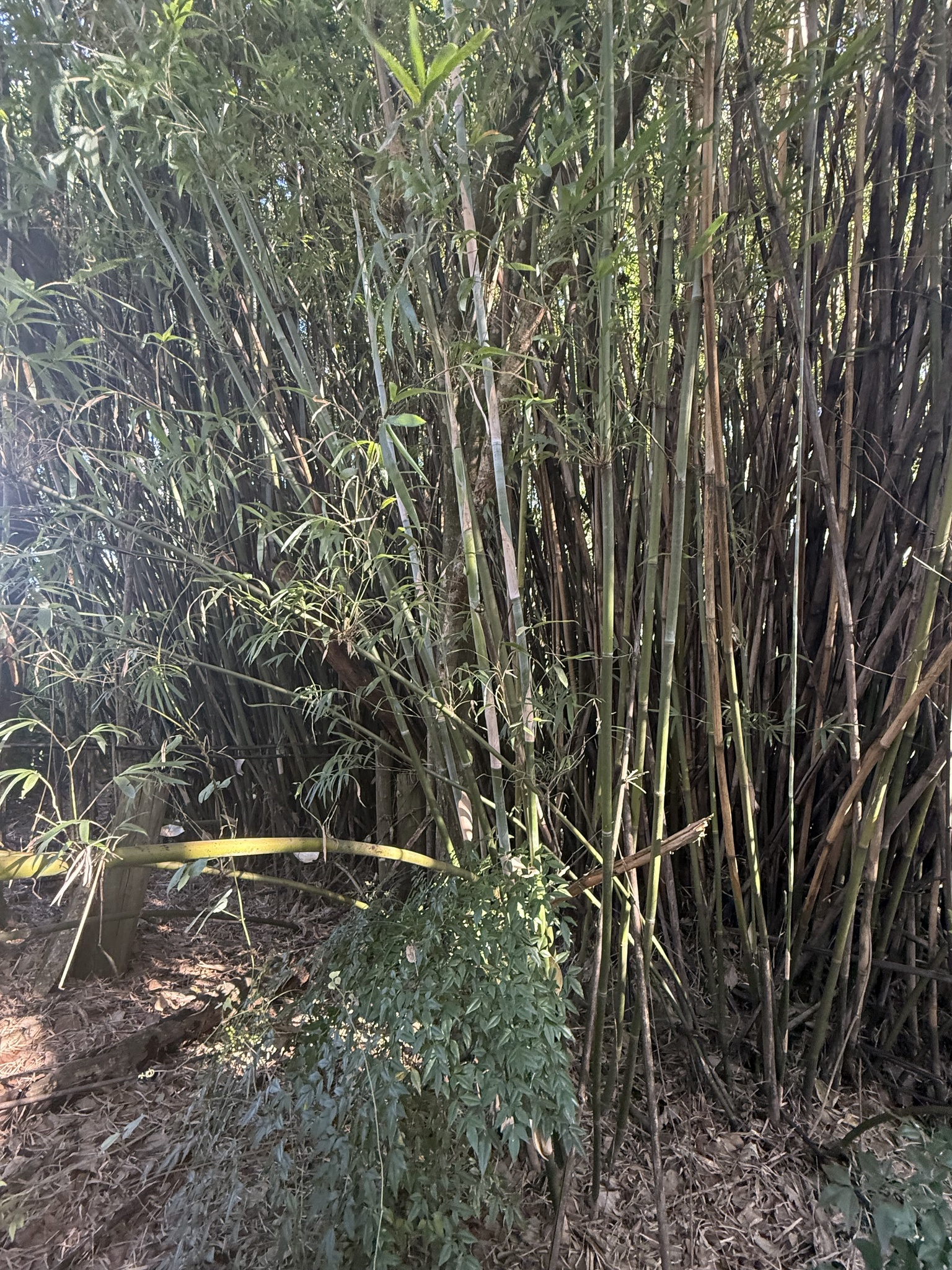 Bamboo, Graceful (Clumping) — flowers or notable detail