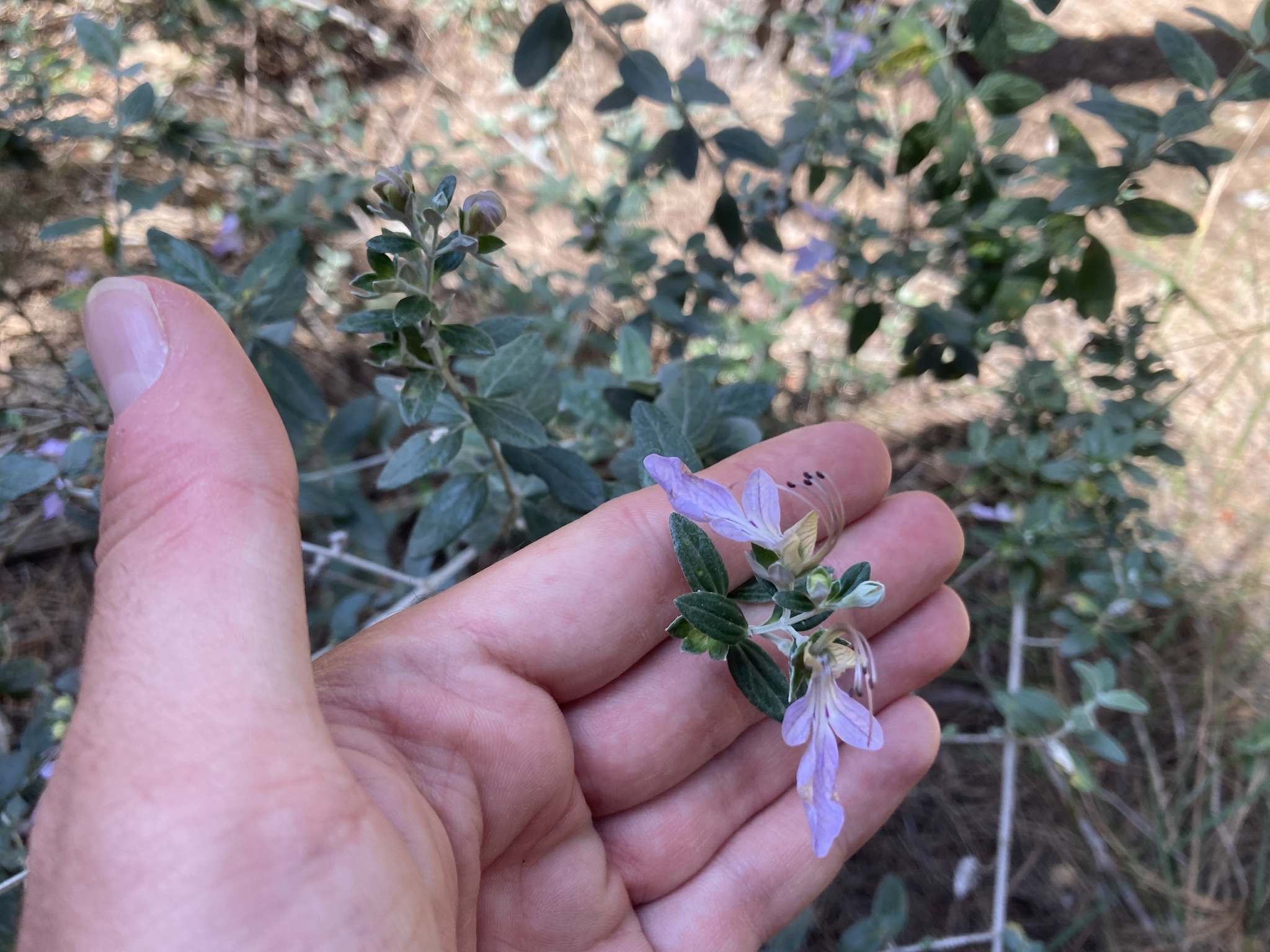 Germander, Silver — flowers or notable detail