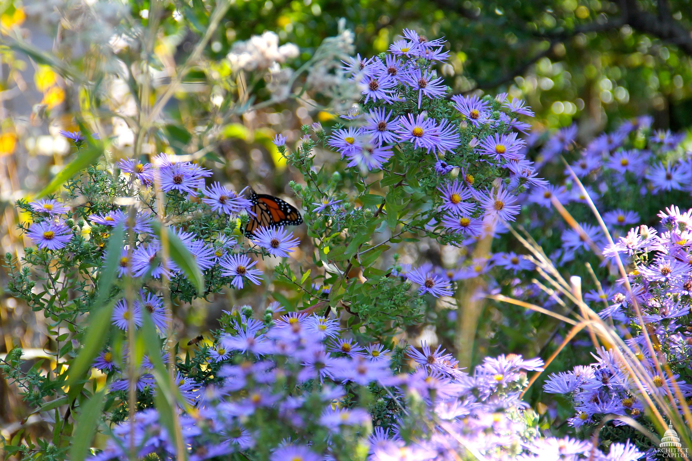 Fall Aster — whole plant