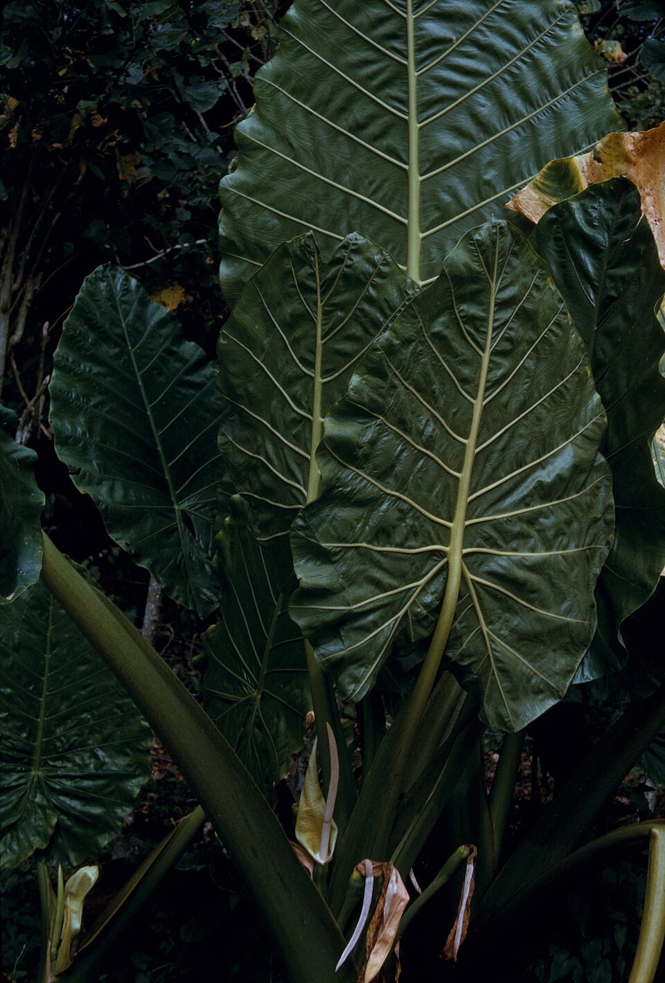Elephant Ear Borneo King — whole plant