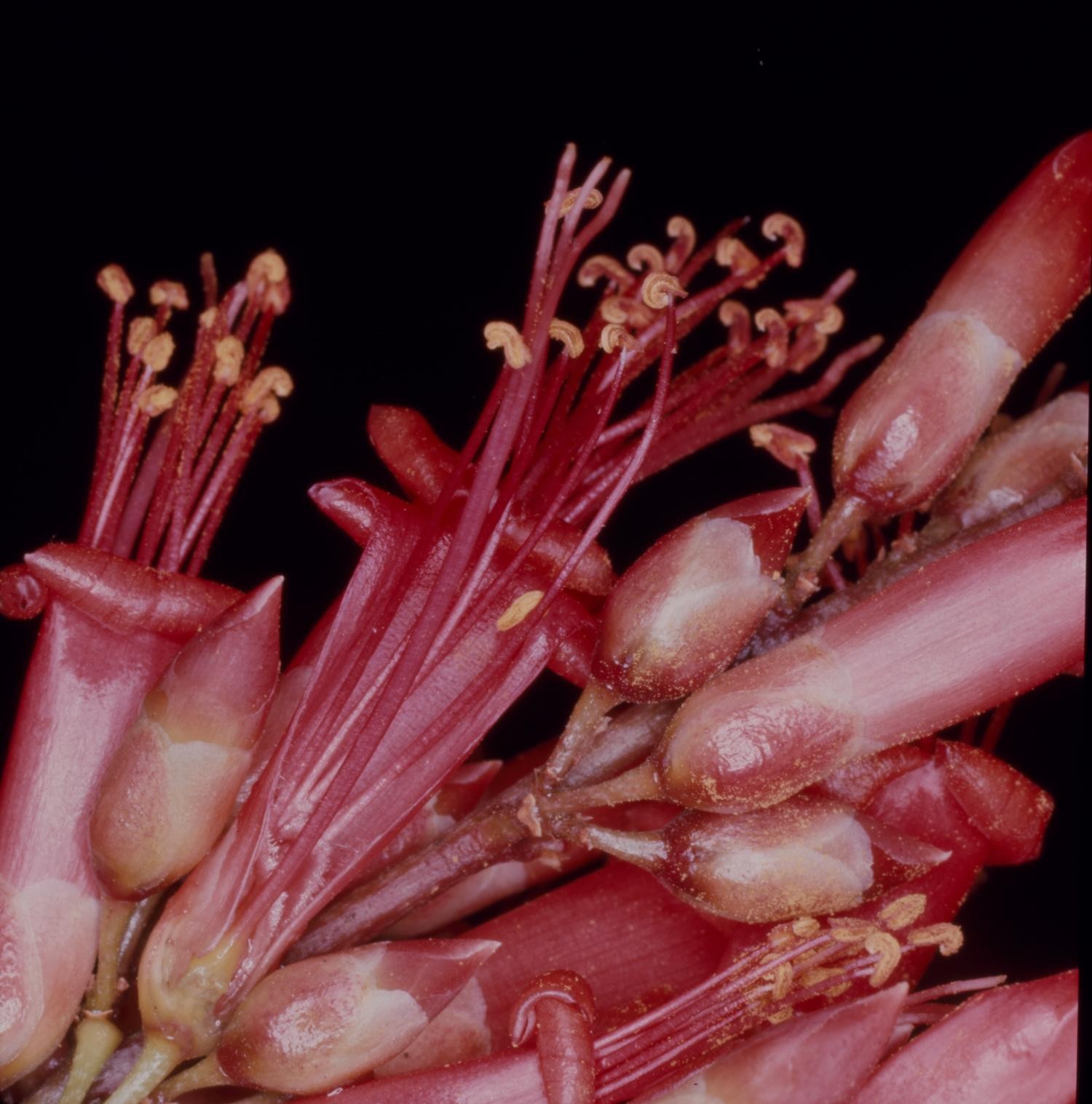 Ocotillo — flowers or notable detail