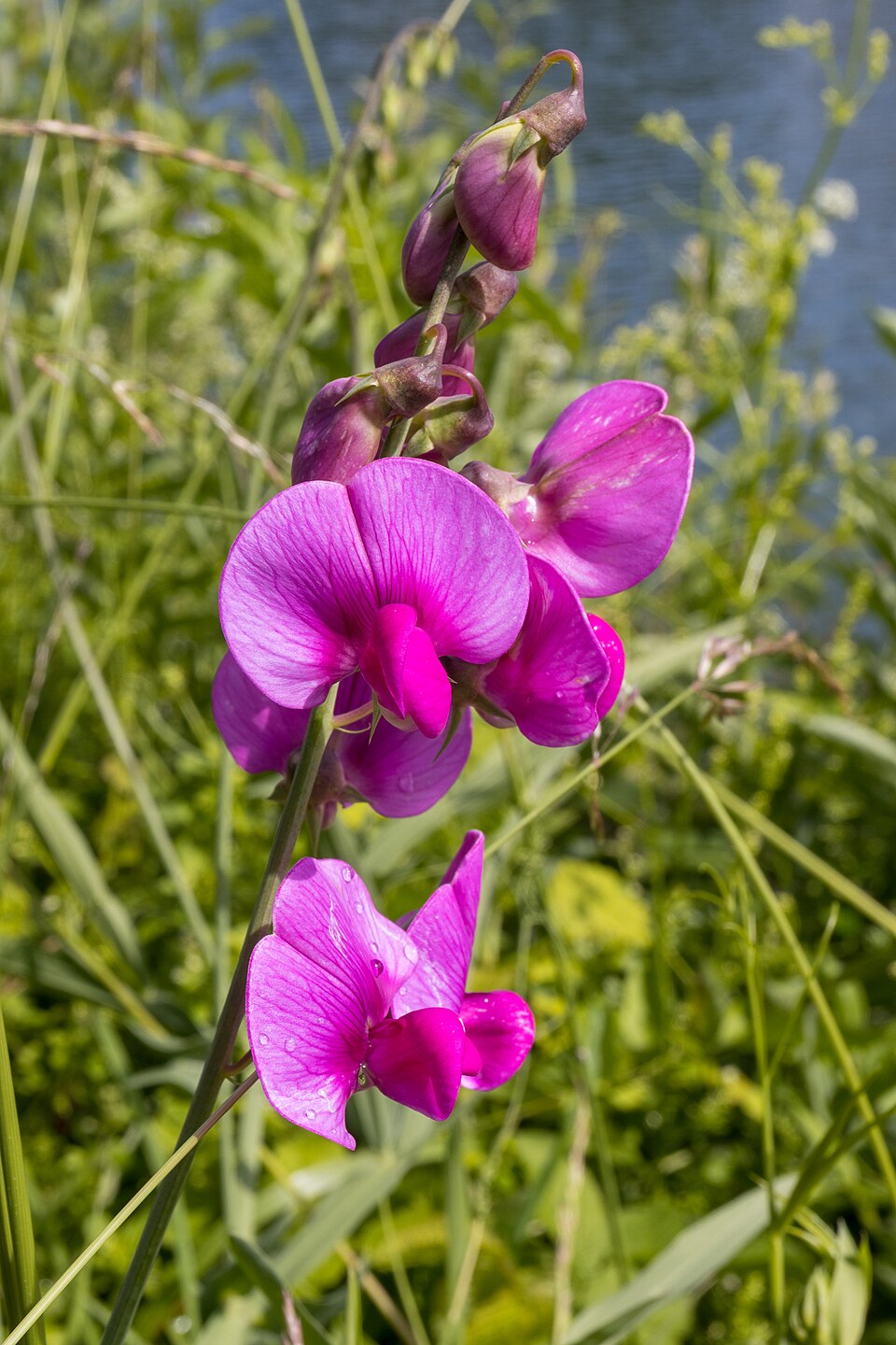 Mountain Pea — flowers or notable detail