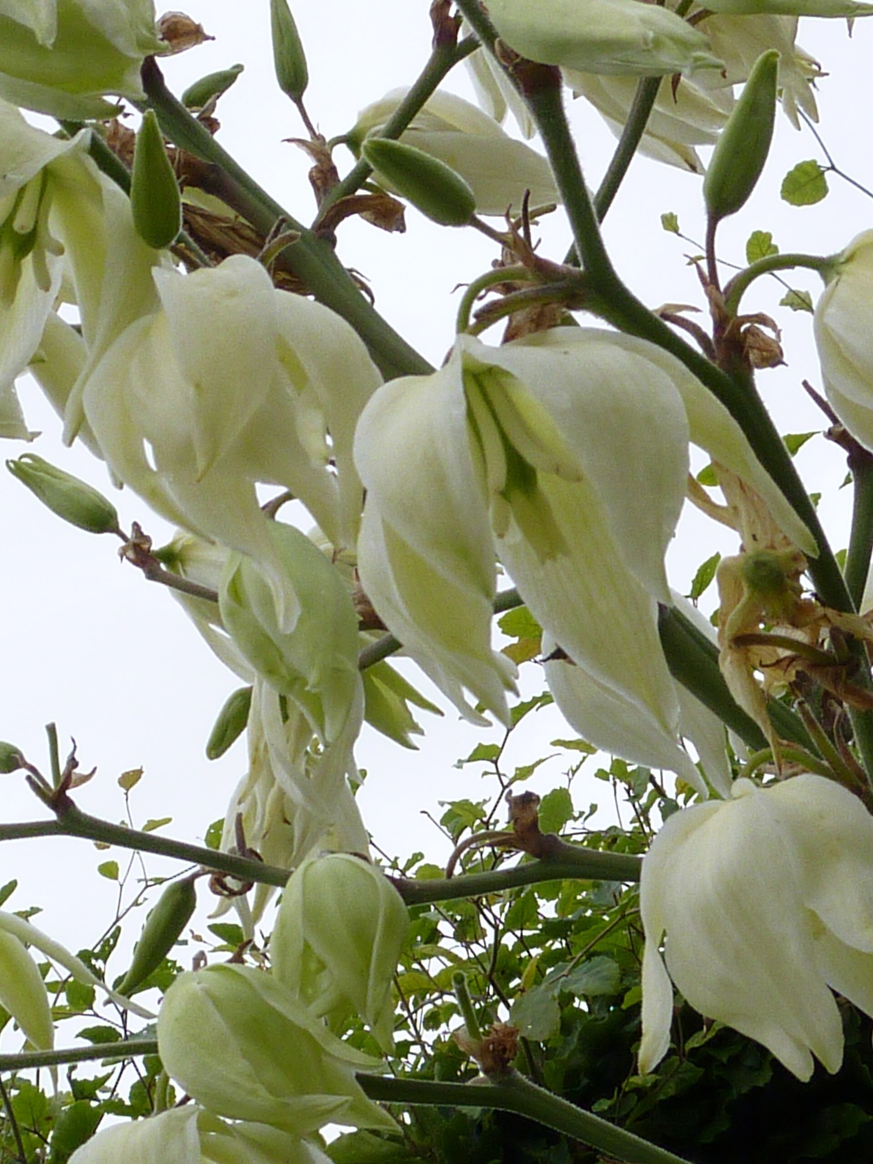 Yucca, Bright Edge — flowers or notable detail