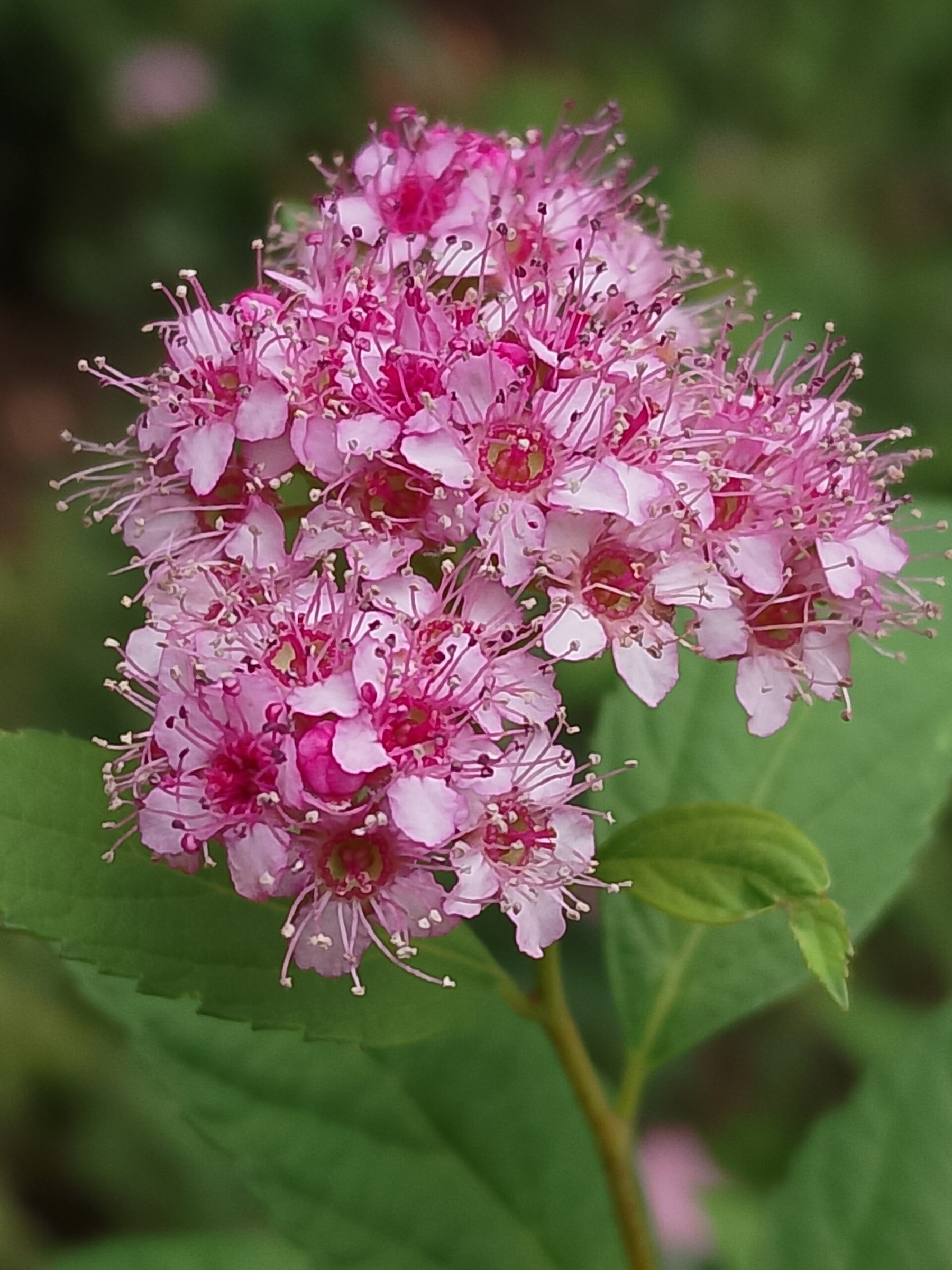 Spirea, Anthony Waterer — flowers or notable detail