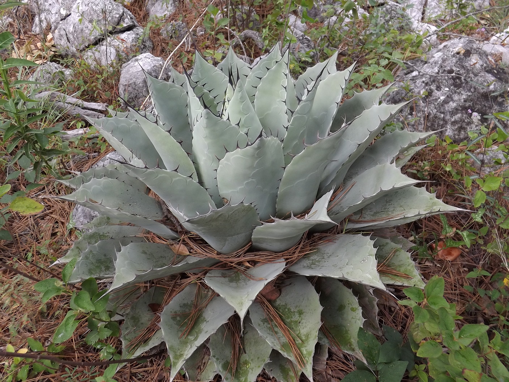 Agave, Mr. Ripple — whole plant