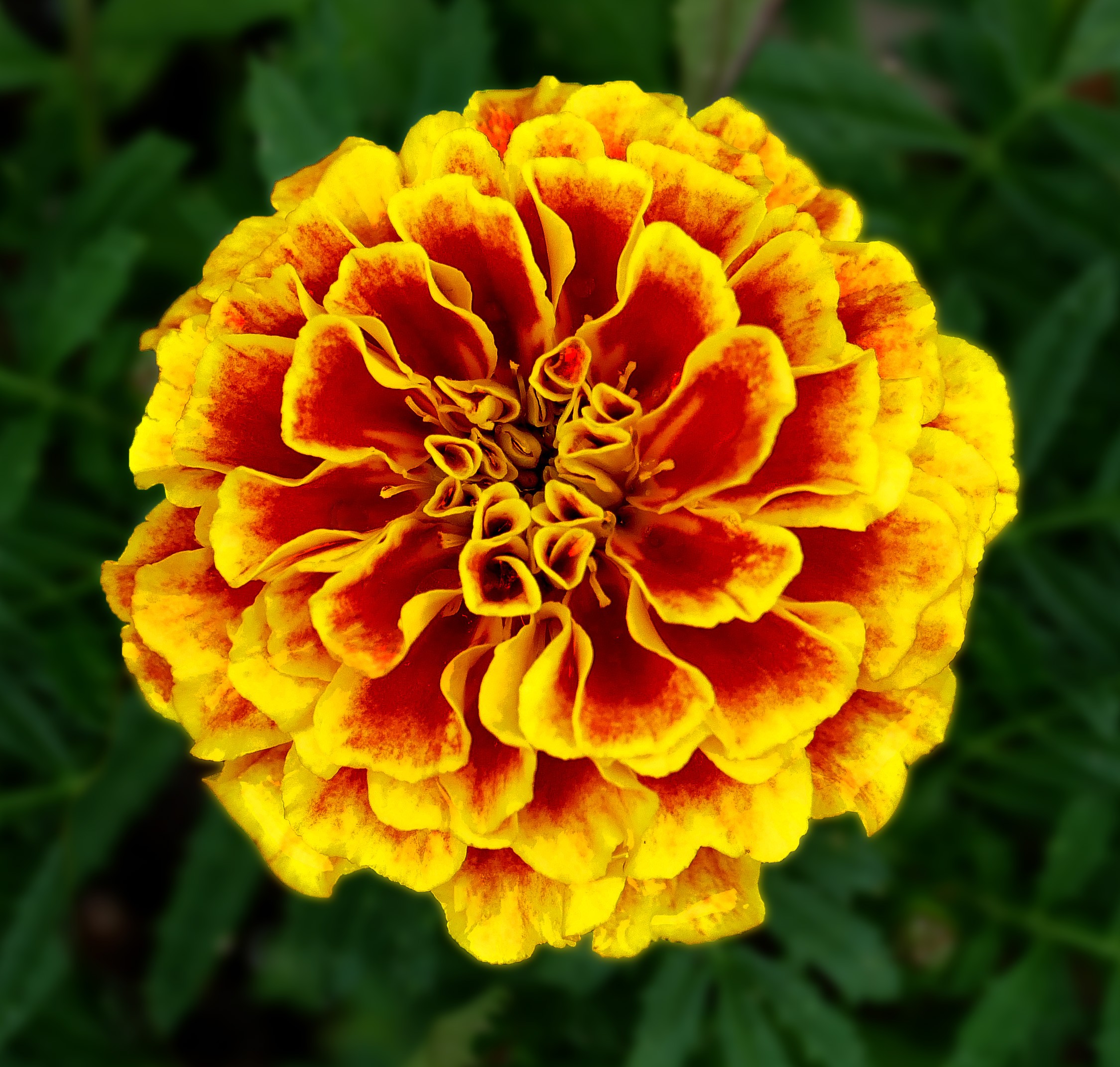 Marigold, Janie French — flowers or notable detail