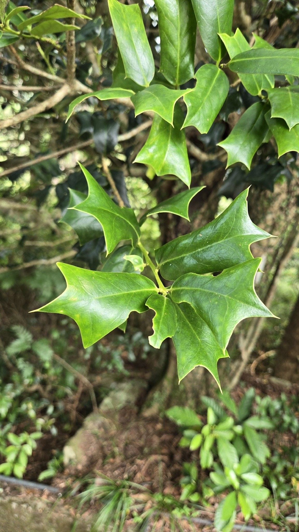 Holly, Chinese Dwarf — flowers or notable detail