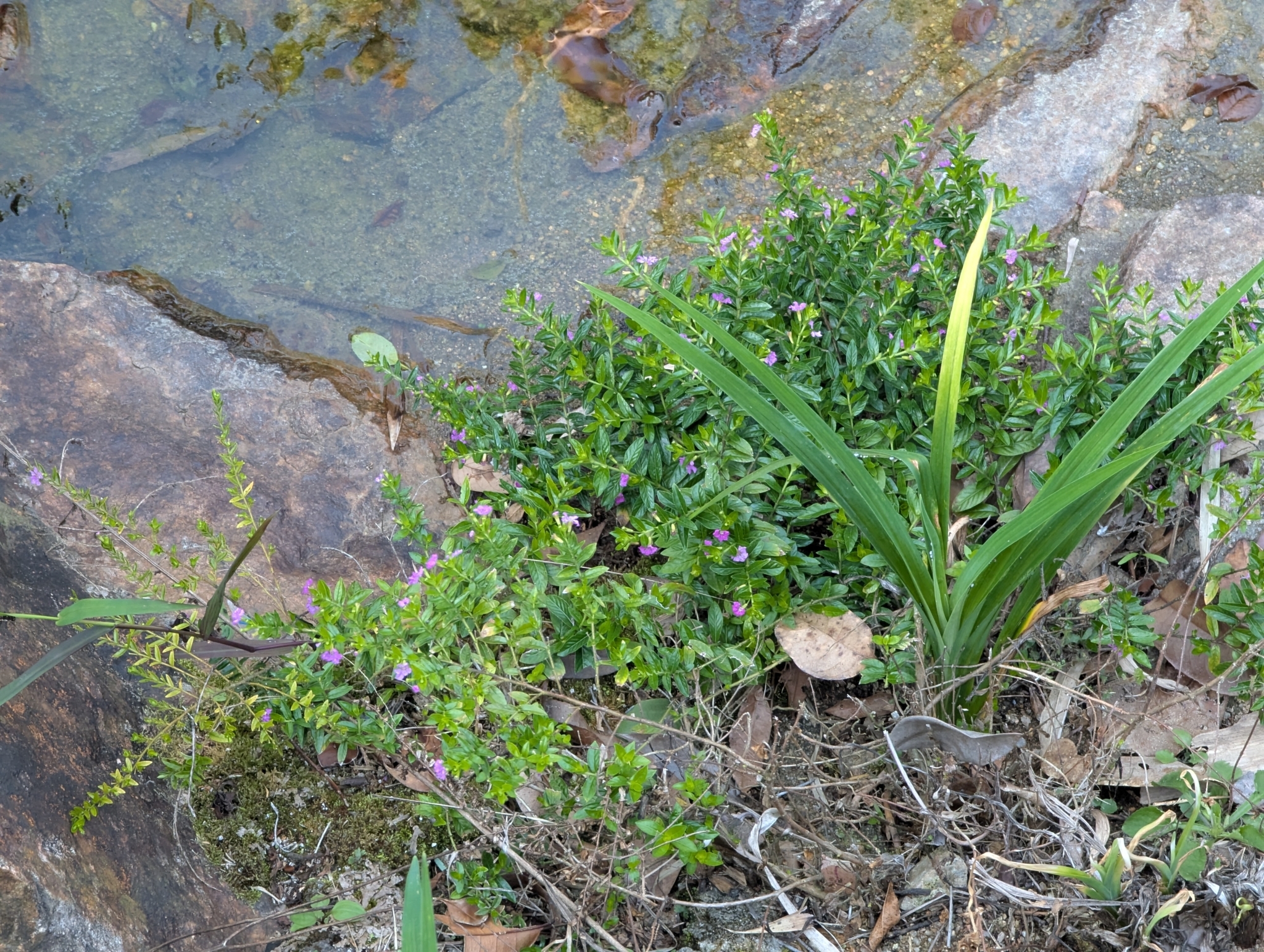 Mexican Heather — flowers or notable detail