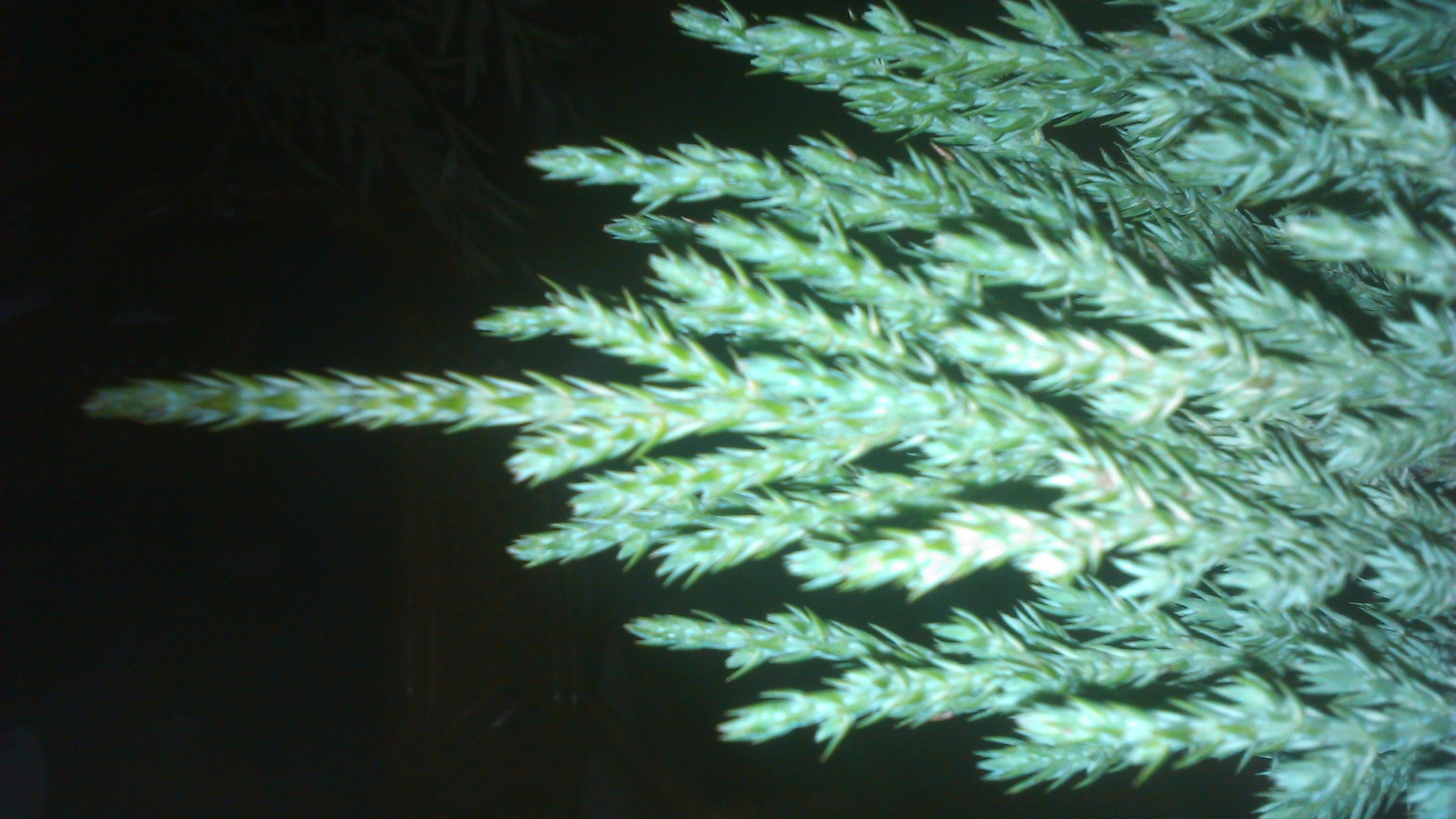 Topiary, Juniper Pom Pom — whole plant