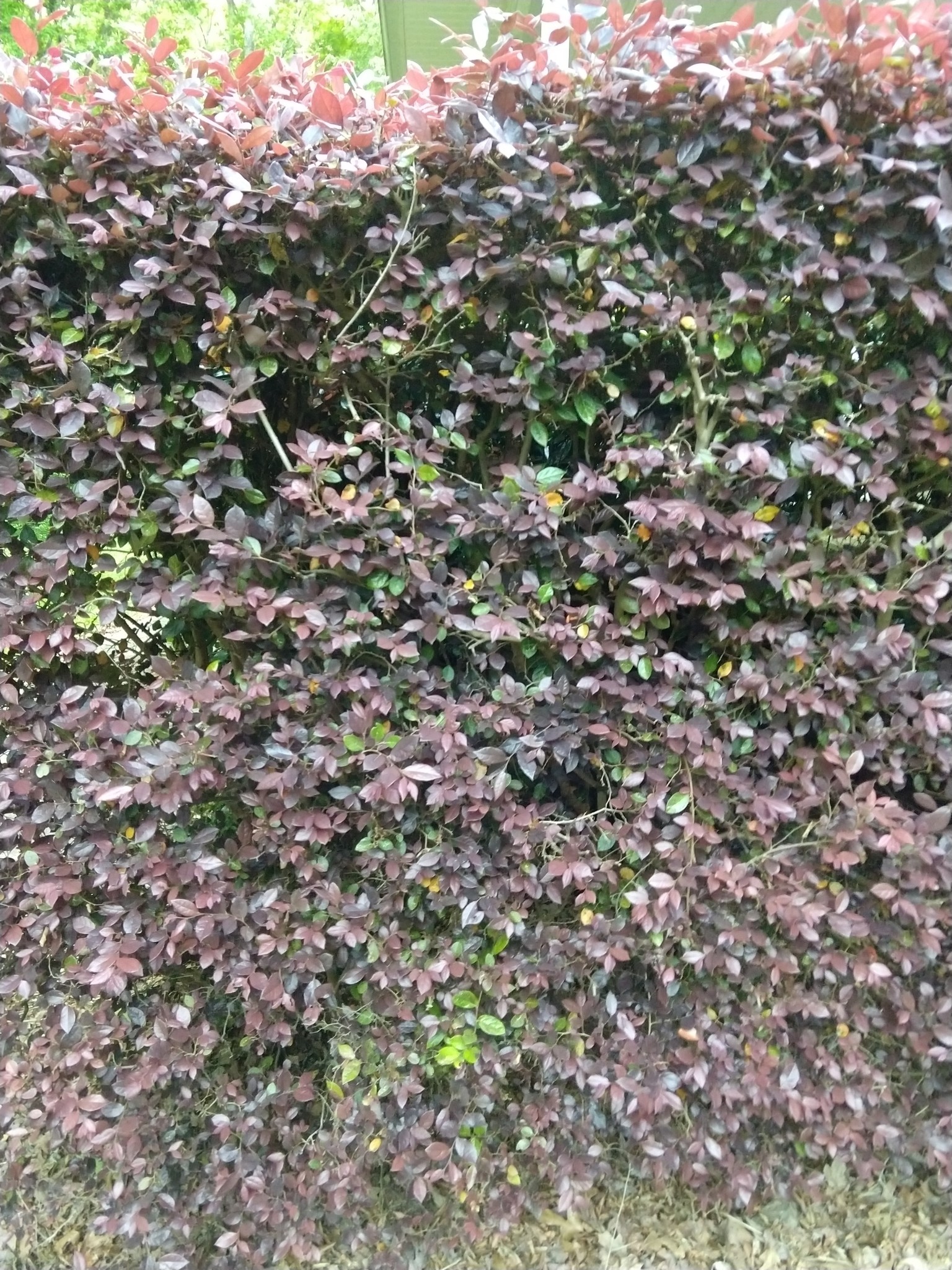 Loropetalum, Cherry Blast — flowers or notable detail