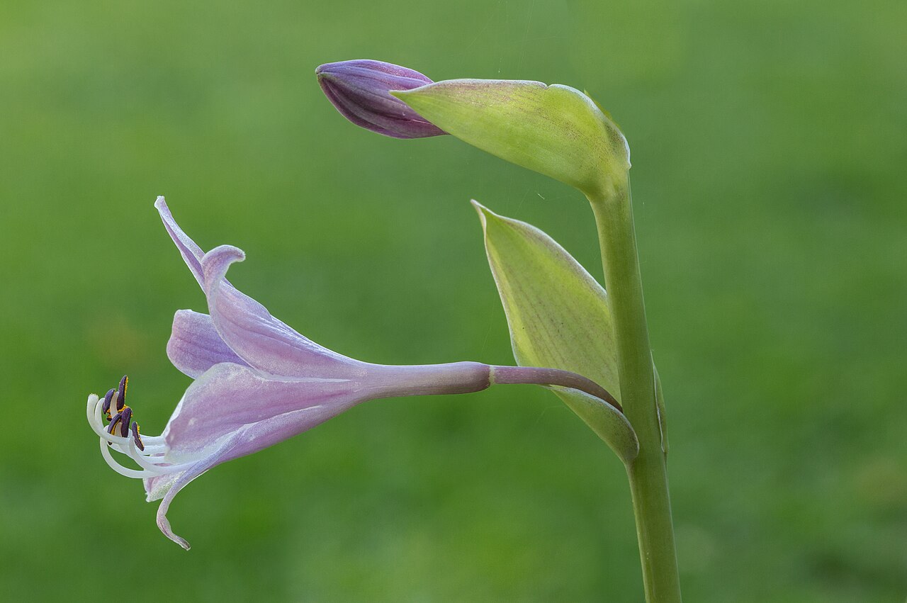 Hosta, Assorted — flowers or notable detail