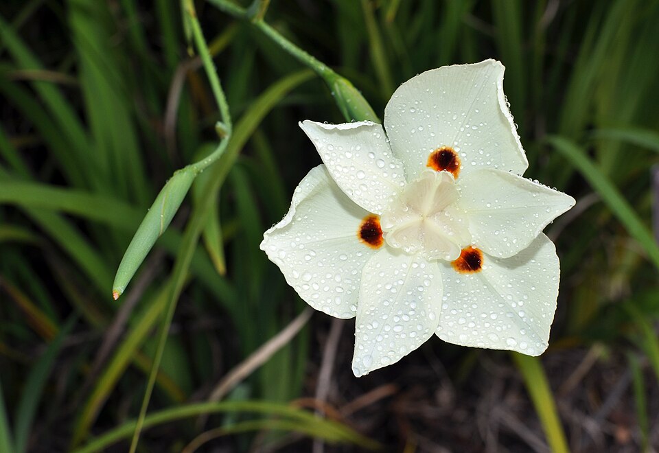 Iris, Bicolor — flowers or notable detail