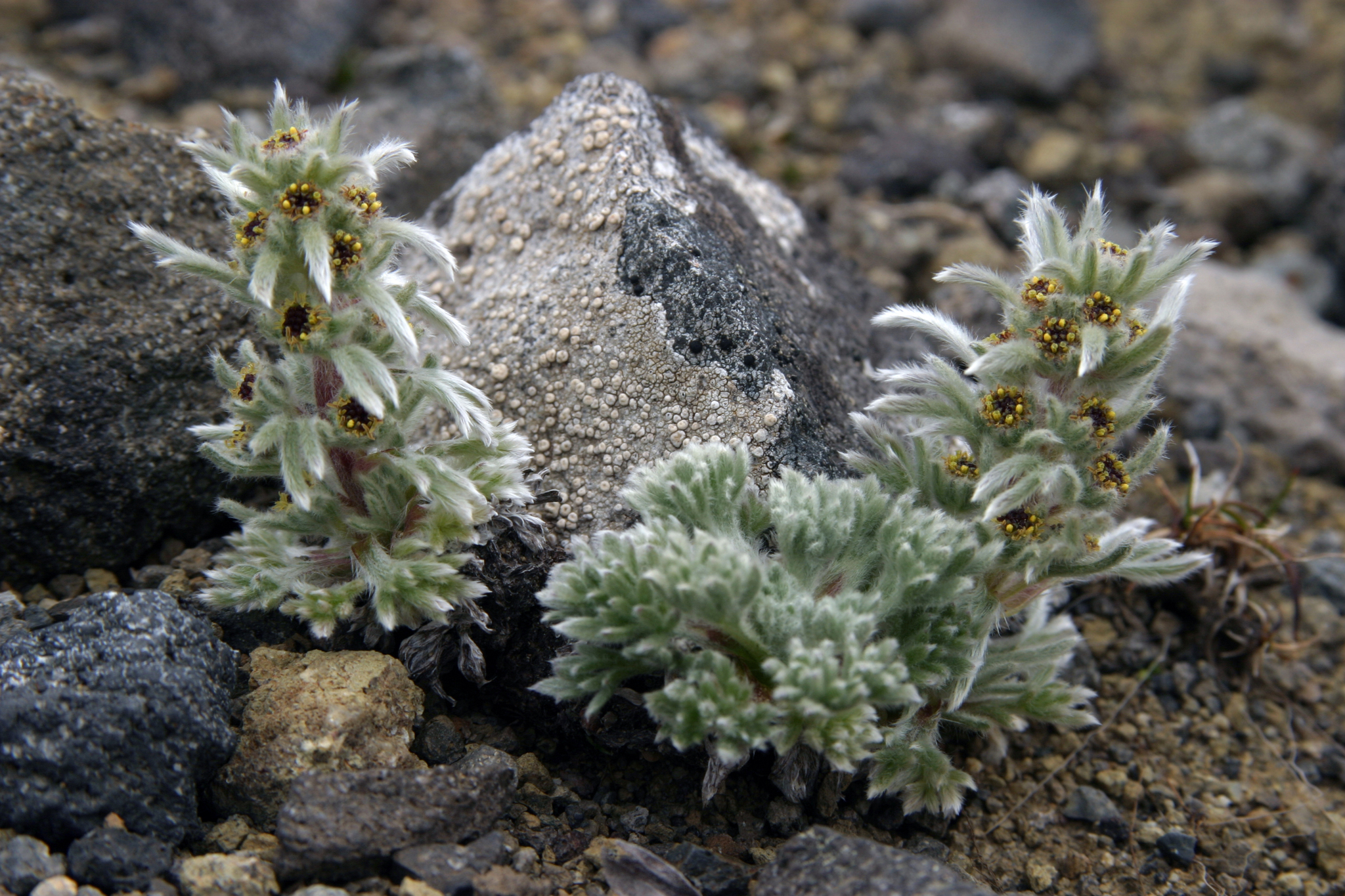 Artemisia — whole plant
