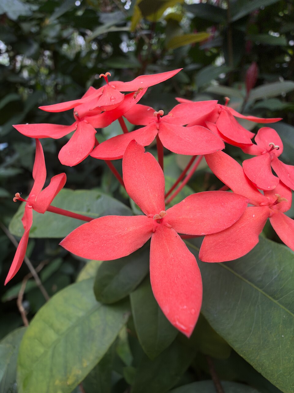 Ixora — flowers or notable detail