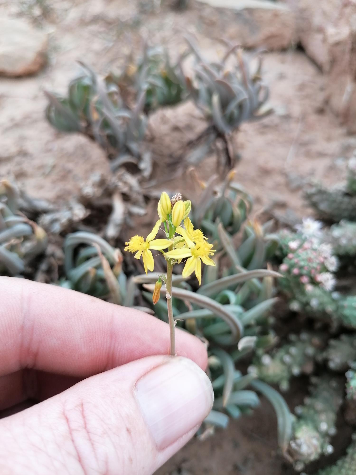 Tangerine Bulbine — flowers or notable detail