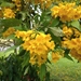 Esperanza (gold) — flowers or notable detail