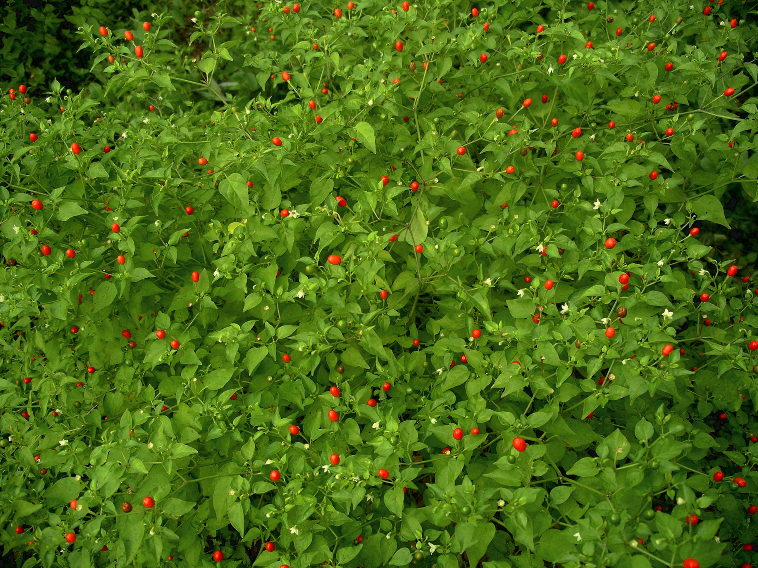 Chile Petin — whole plant