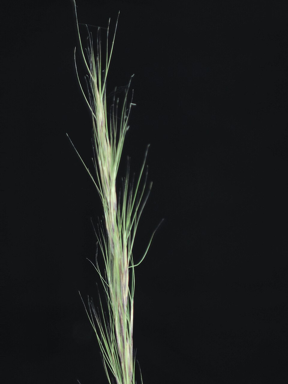 Grass, Purple Threeawn — whole plant