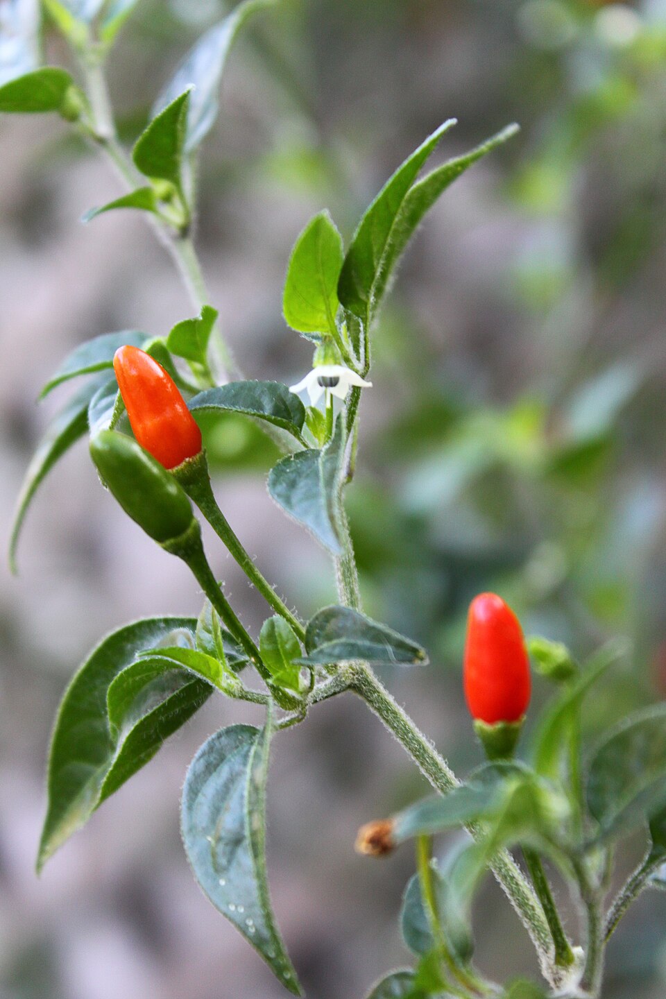 Chile Petin — flowers or notable detail