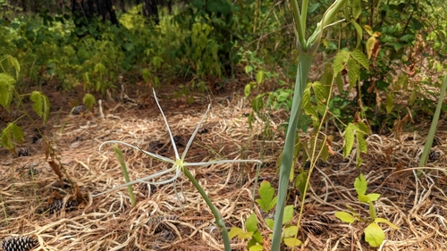Spider Lily, Giant — whole plant