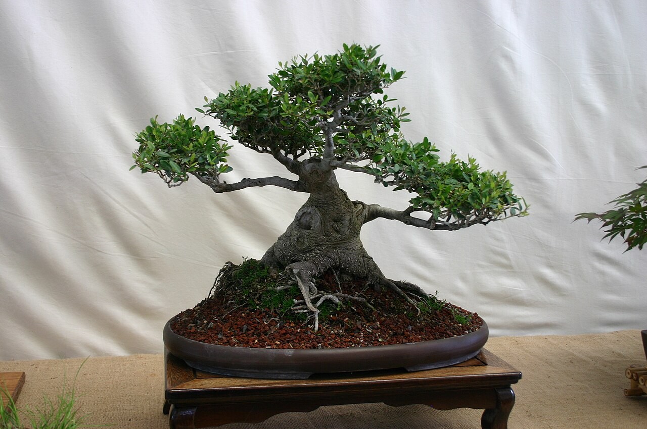 Holly, Yaupon Dwarf — whole plant