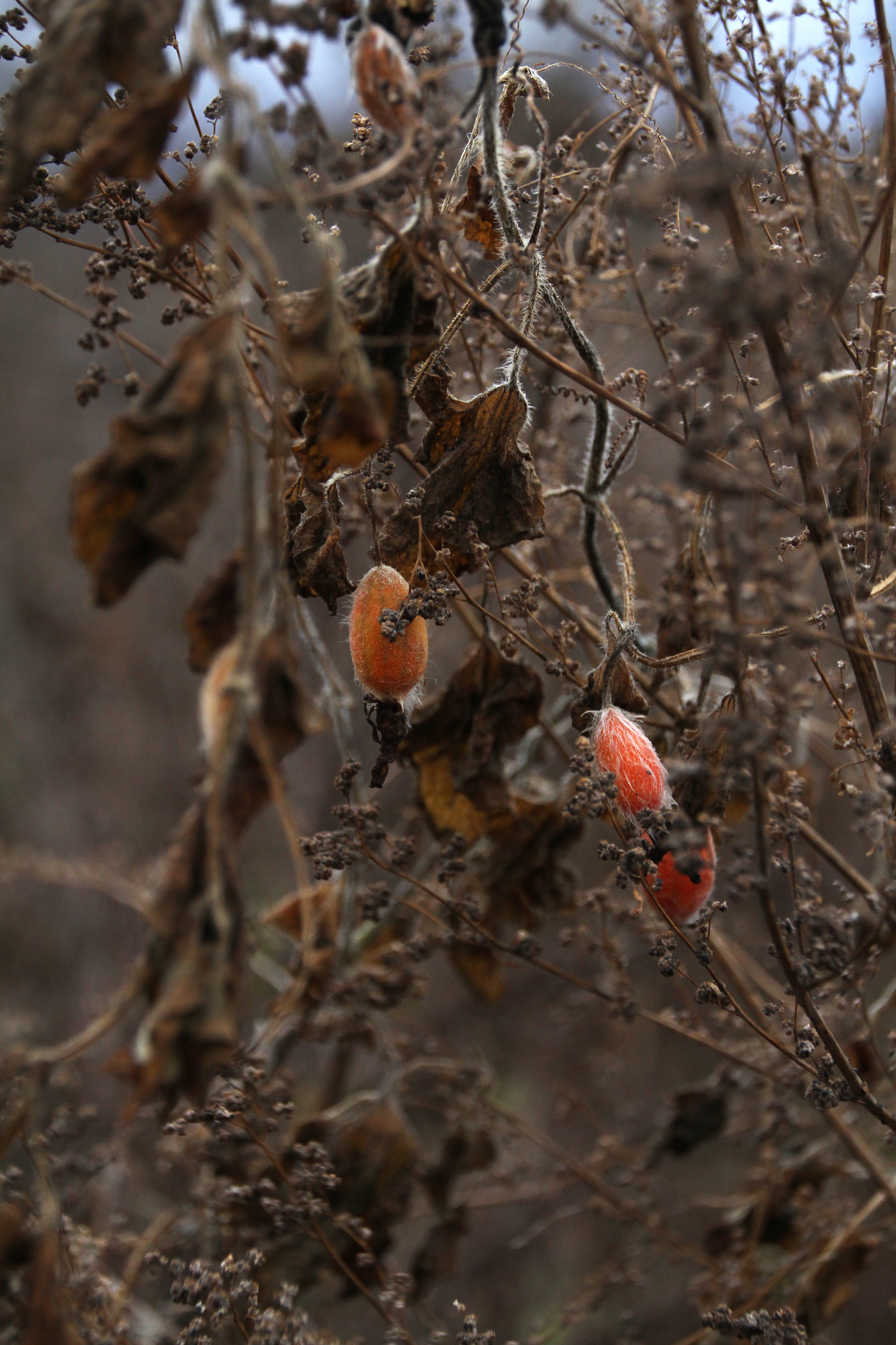 Begonia, Bronze Leaf — flowers or notable detail