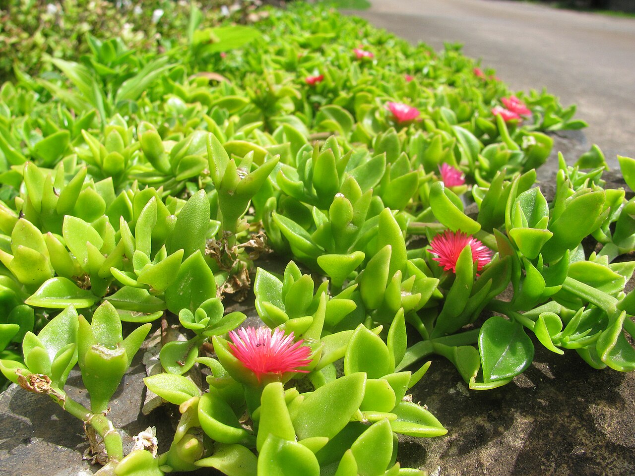 Ice Plant, Variegated — whole plant