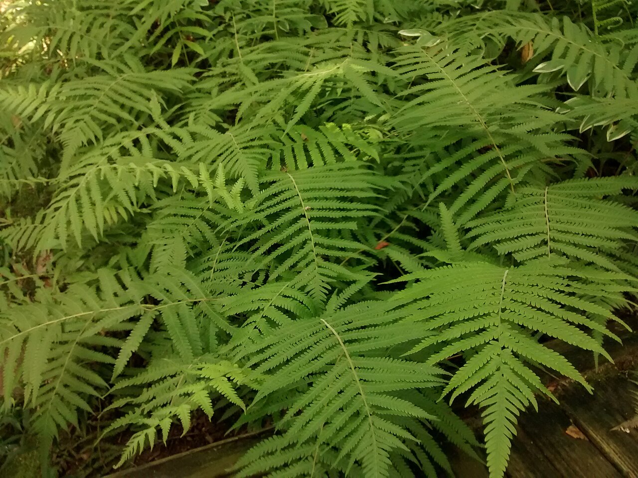 Fern, River — whole plant