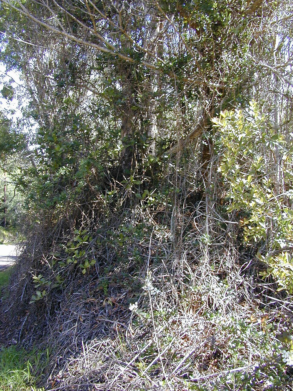 Honeysuckle, Halls — whole plant