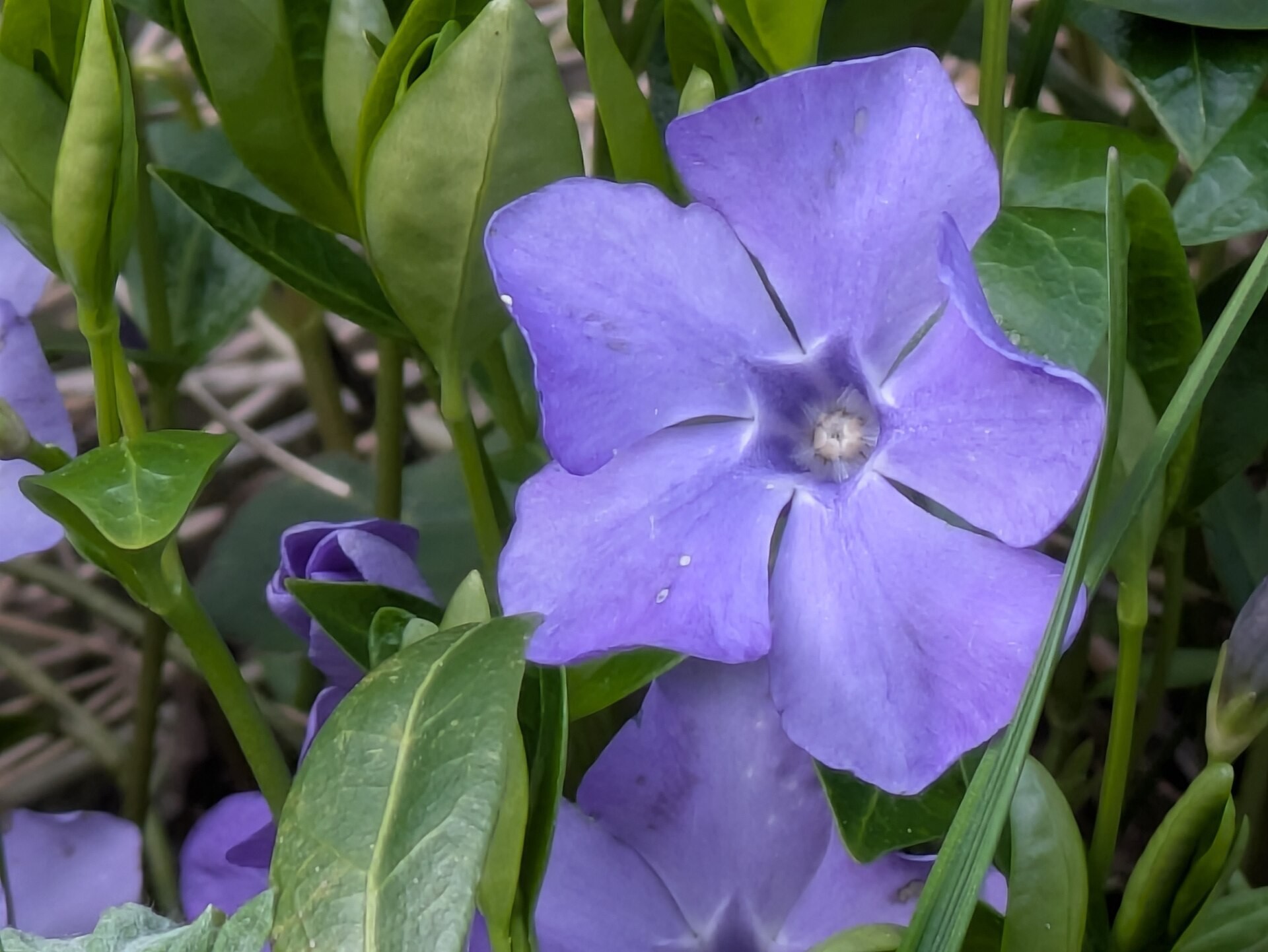 Vinca Minor — flowers or notable detail