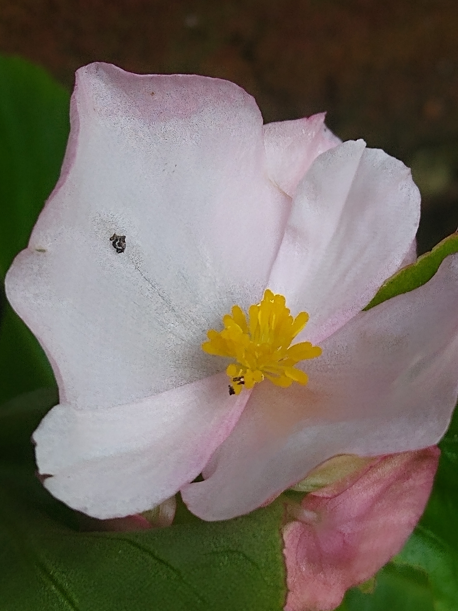 Begonia, Bronze Leaf — whole plant