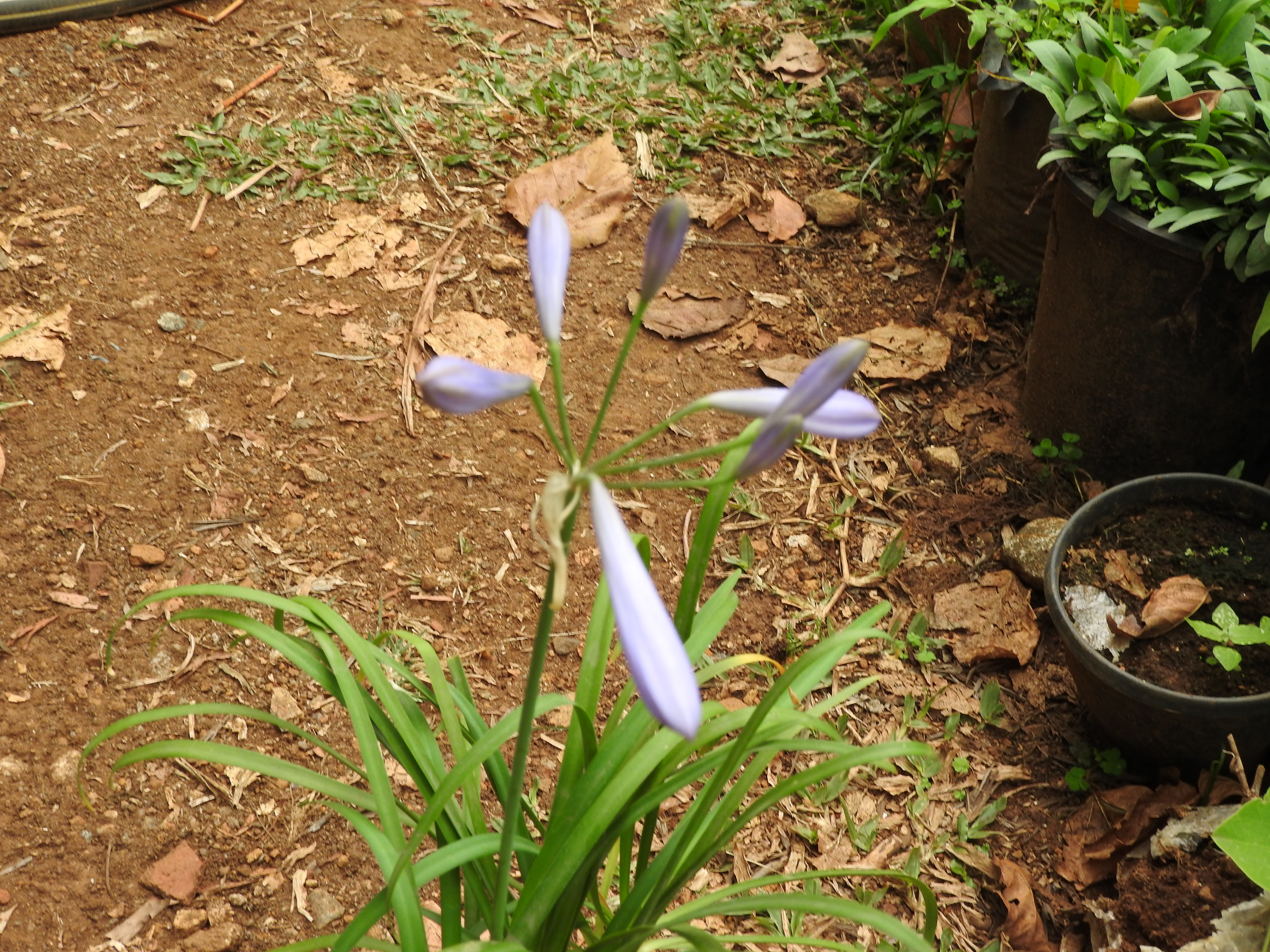Agapanthus Peter Pan — flowers or notable detail