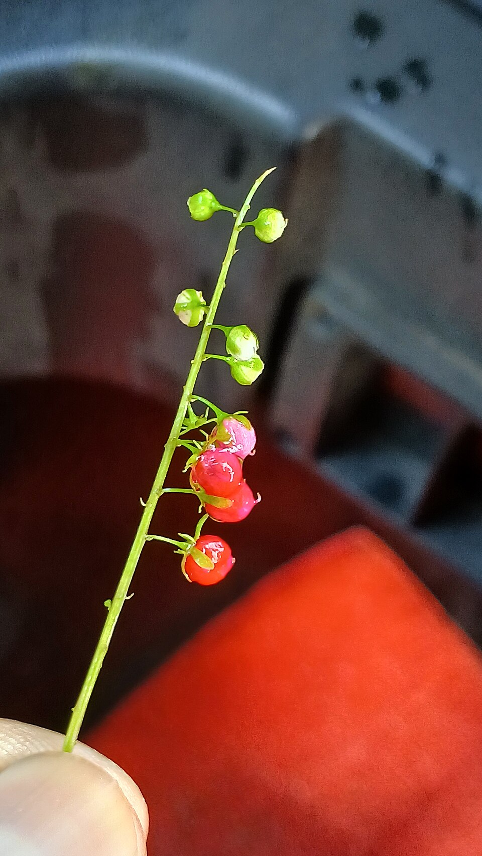 Pigeonberry — whole plant