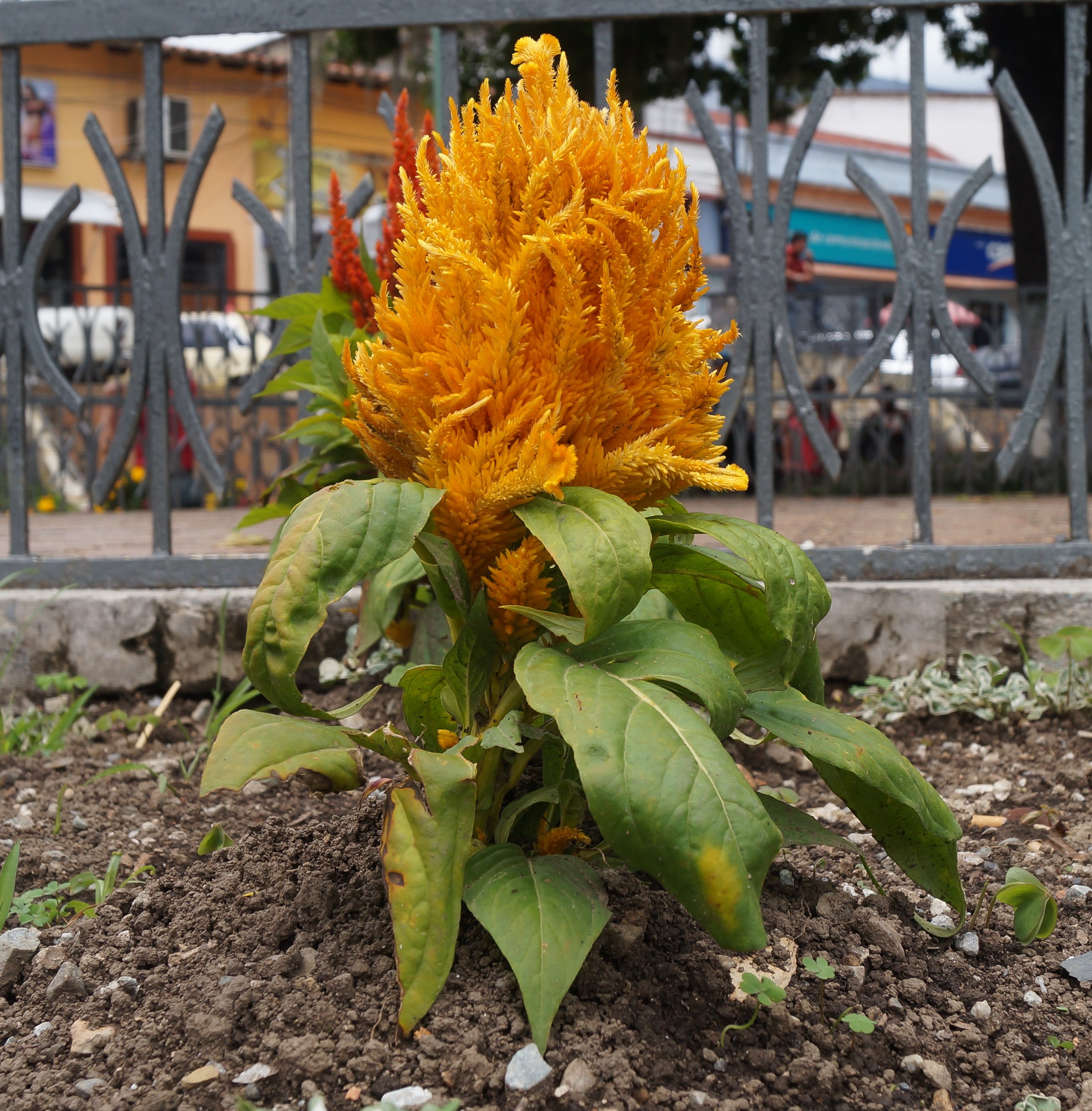 Celosia — whole plant