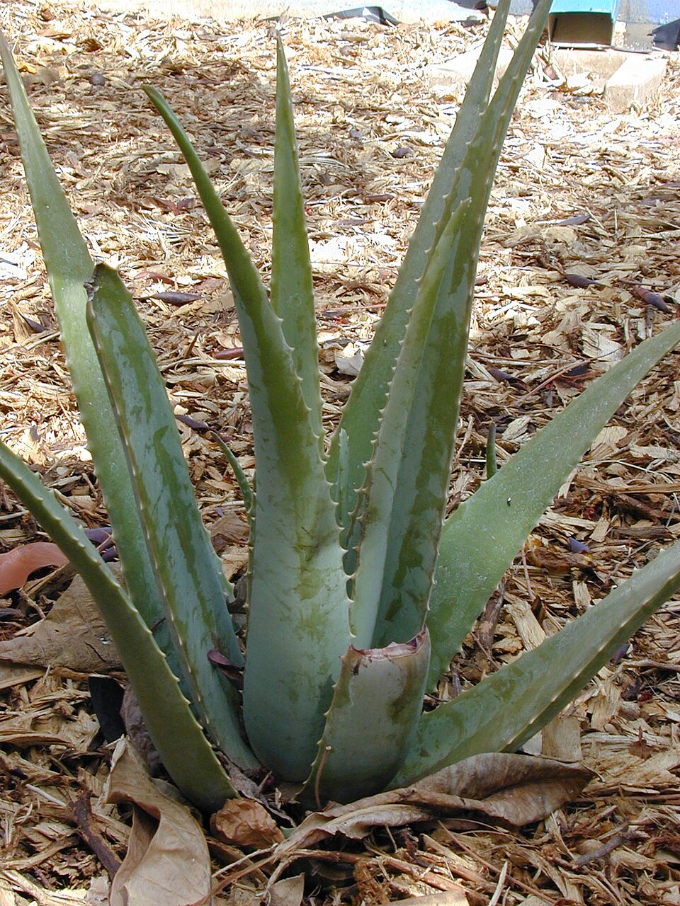 Aloe, Blue Elf — whole plant