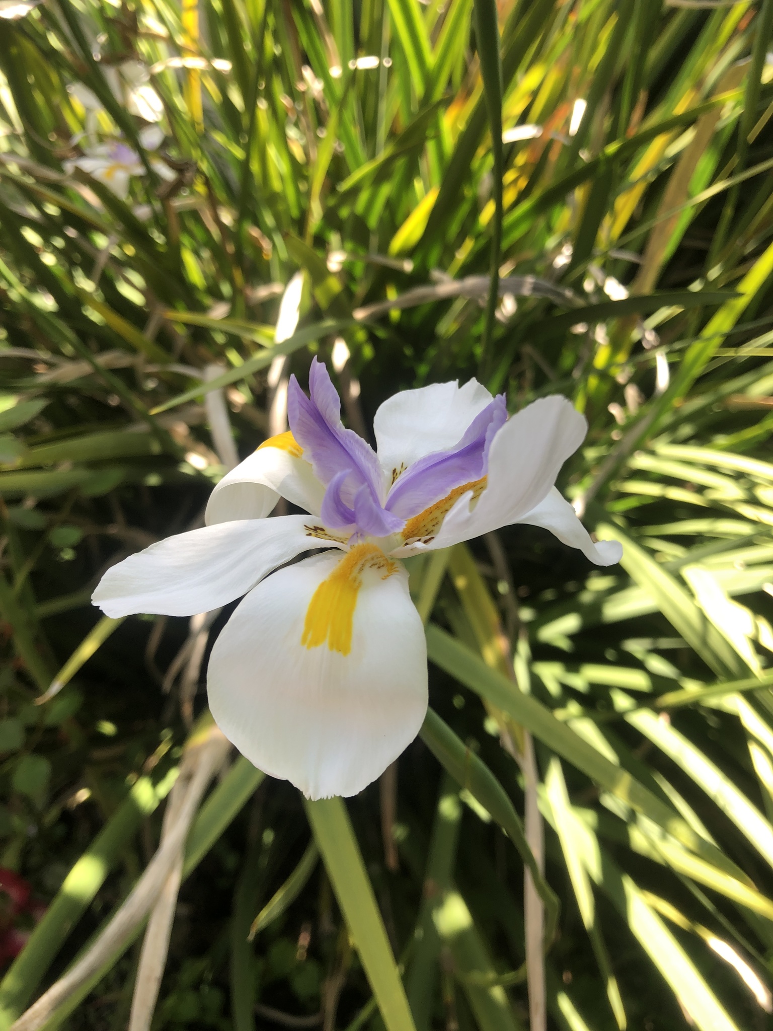 Iris, Butterfly — whole plant