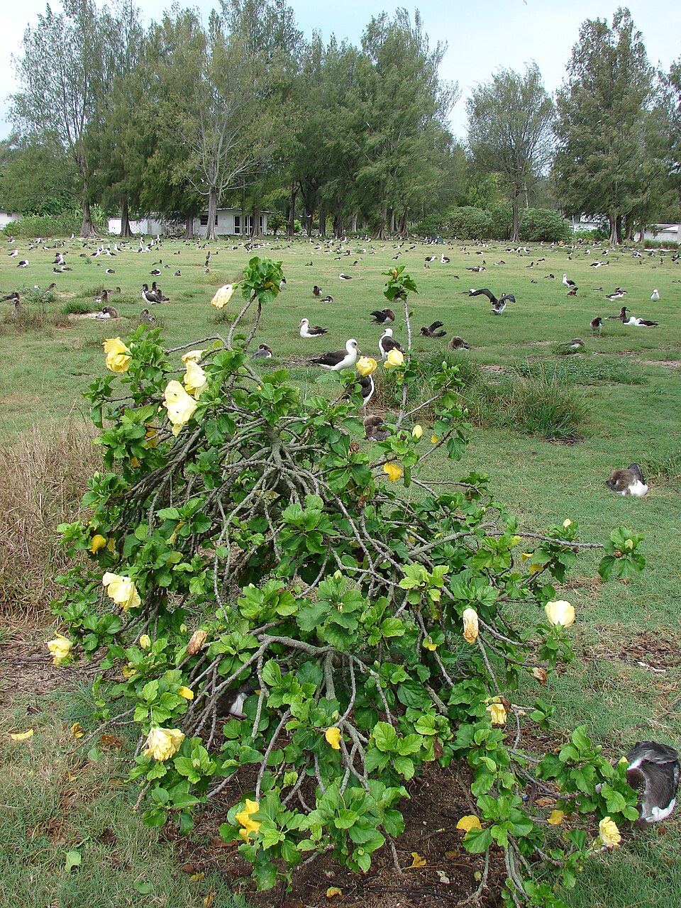 Hibiscus, Tropical — whole plant