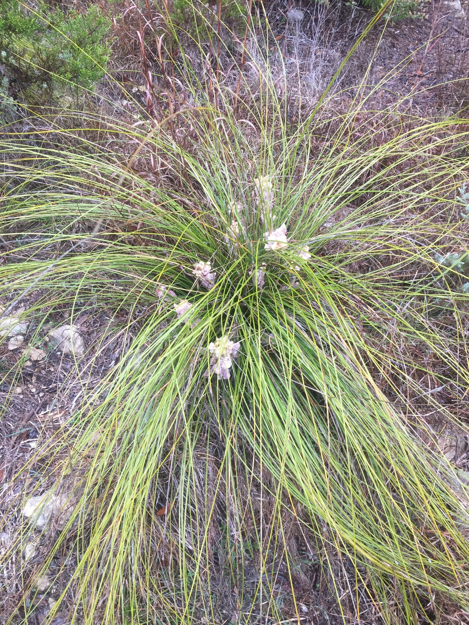 Nolina Bear Grass — whole plant