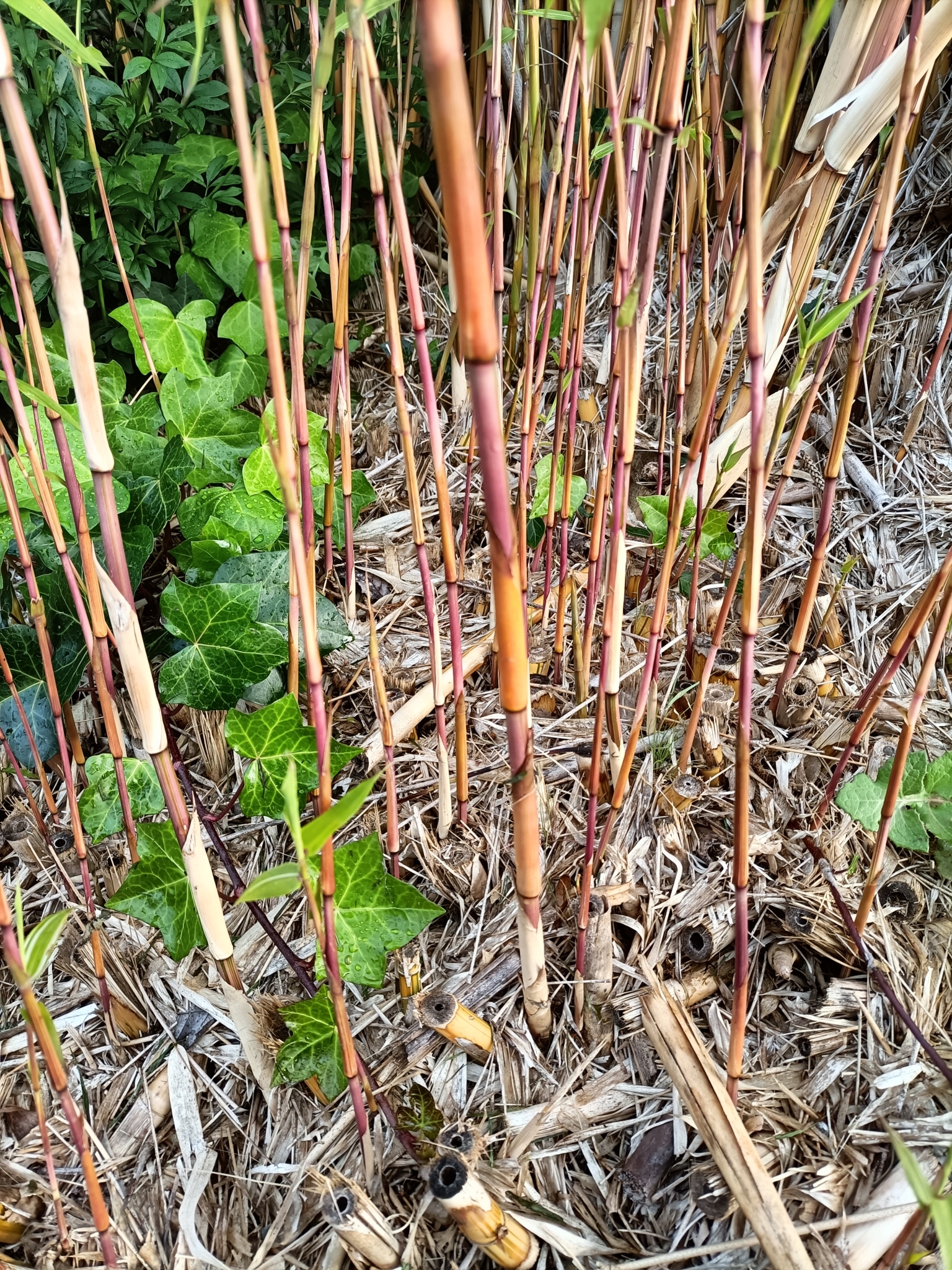 Bamboo, Yin Yang (Clumping) — flowers or notable detail